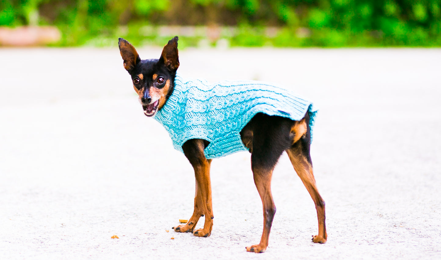 Cat & Dog Pet Sweaters in West Wind