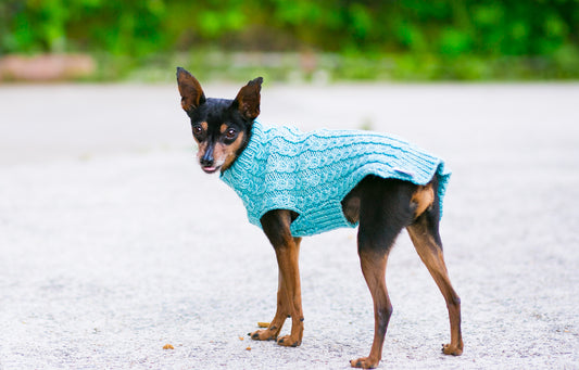 Cat & Dog Pet Sweaters in West Wind