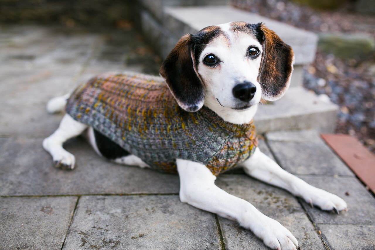 Cat & Dog Pet Sweaters in Flushing - VERY LIMITED QUANTITY AND LAST OF THIS COLORWAY!