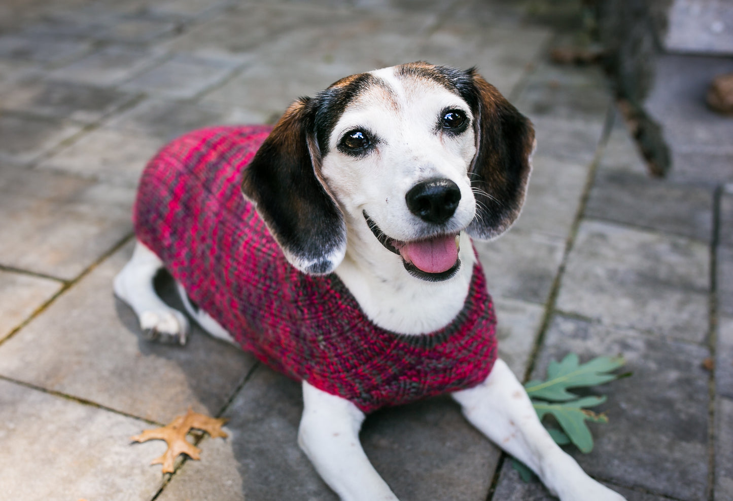 Cat & Dog Pet Sweaters in Granville - VERY LIMITED QUANTITY AND LAST OF THIS COLORWAY!