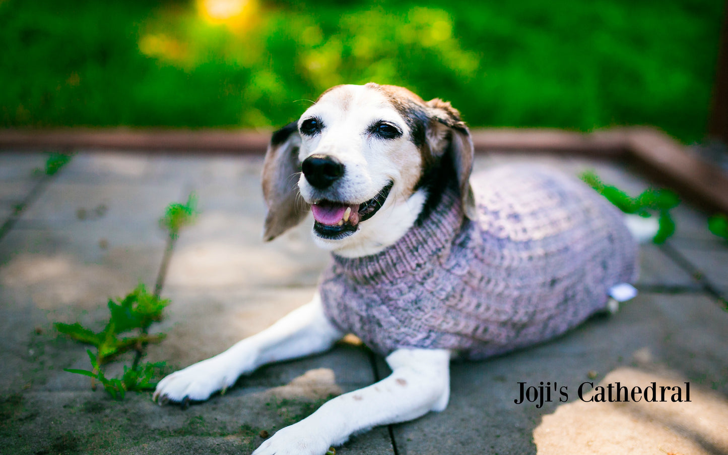 Cat & Dog Pet Sweaters Size Medium READY TO SHIP