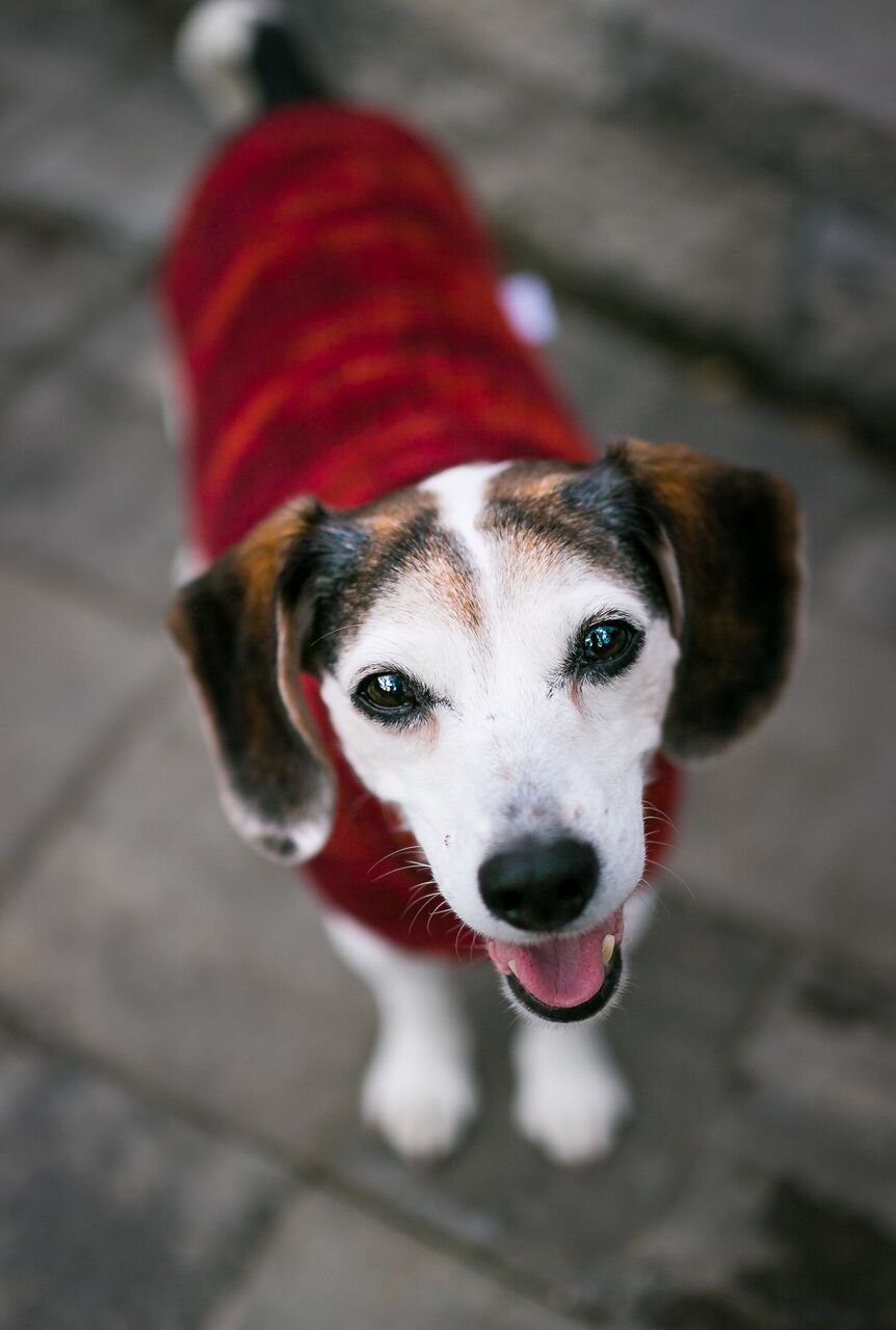 Cat & Dog Pet Sweaters in Lava Flow - LAST OF THIS COLORWAY!