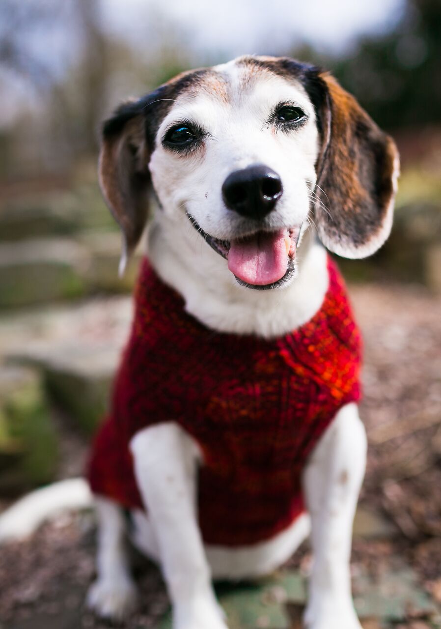 Cat & Dog Pet Sweaters in Lava Flow - LAST OF THIS COLORWAY!