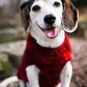Cat & Dog Pet Sweaters in Lava Flow - LAST OF THIS COLORWAY!