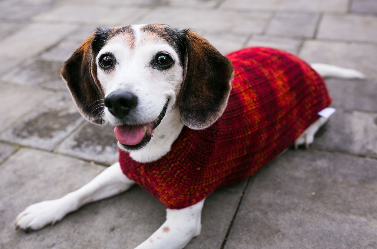 Cat & Dog Pet Sweaters in Lava Flow - LAST OF THIS COLORWAY!