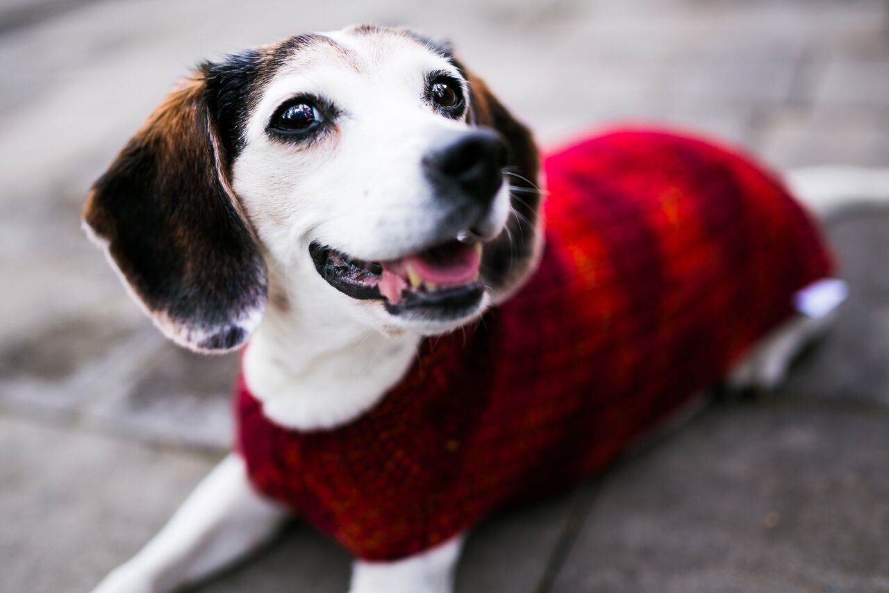 Cat & Dog Pet Sweaters in Lava Flow - LAST OF THIS COLORWAY!