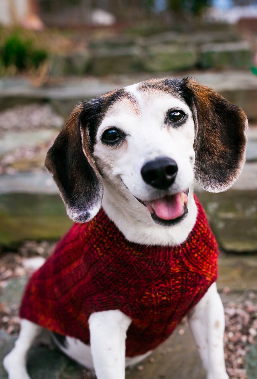 Cat & Dog Pet Sweaters in Lava Flow - LAST OF THIS COLORWAY!