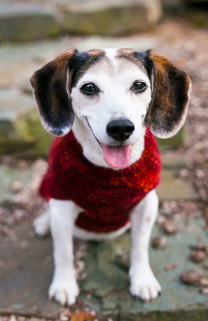 Cat & Dog Pet Sweaters in Lava Flow - LAST OF THIS COLORWAY!