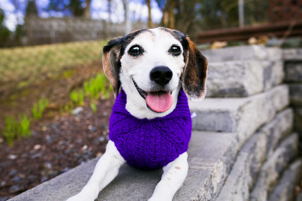 Cat & Dog Pet Sweaters in Perky - VERY LIMITED QUANTITY AND LAST OF THIS COLORWAY!