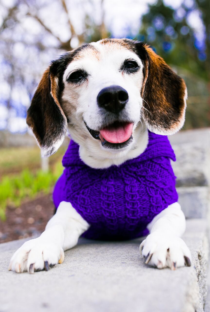 Cat & Dog Pet Sweaters in Perky - VERY LIMITED QUANTITY AND LAST OF THIS COLORWAY!