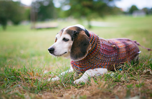 Cat & Dog Pet Sweaters in Pocket Square  - VERY LIMITED QUANTITY AND LAST OF THIS COLORWAY!