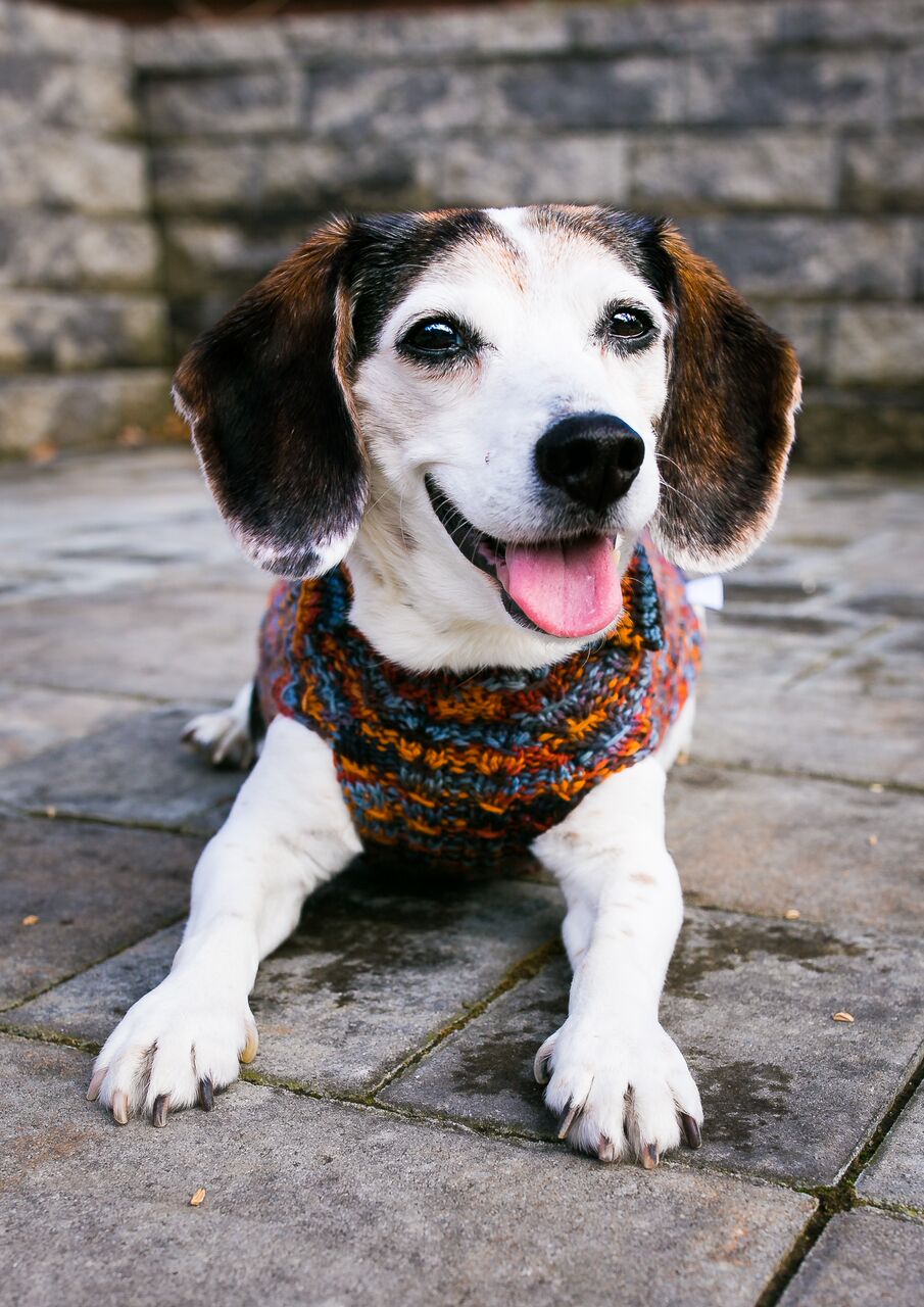 Cat & Dog Pet Sweaters in Pocket Square  - VERY LIMITED QUANTITY AND LAST OF THIS COLORWAY!