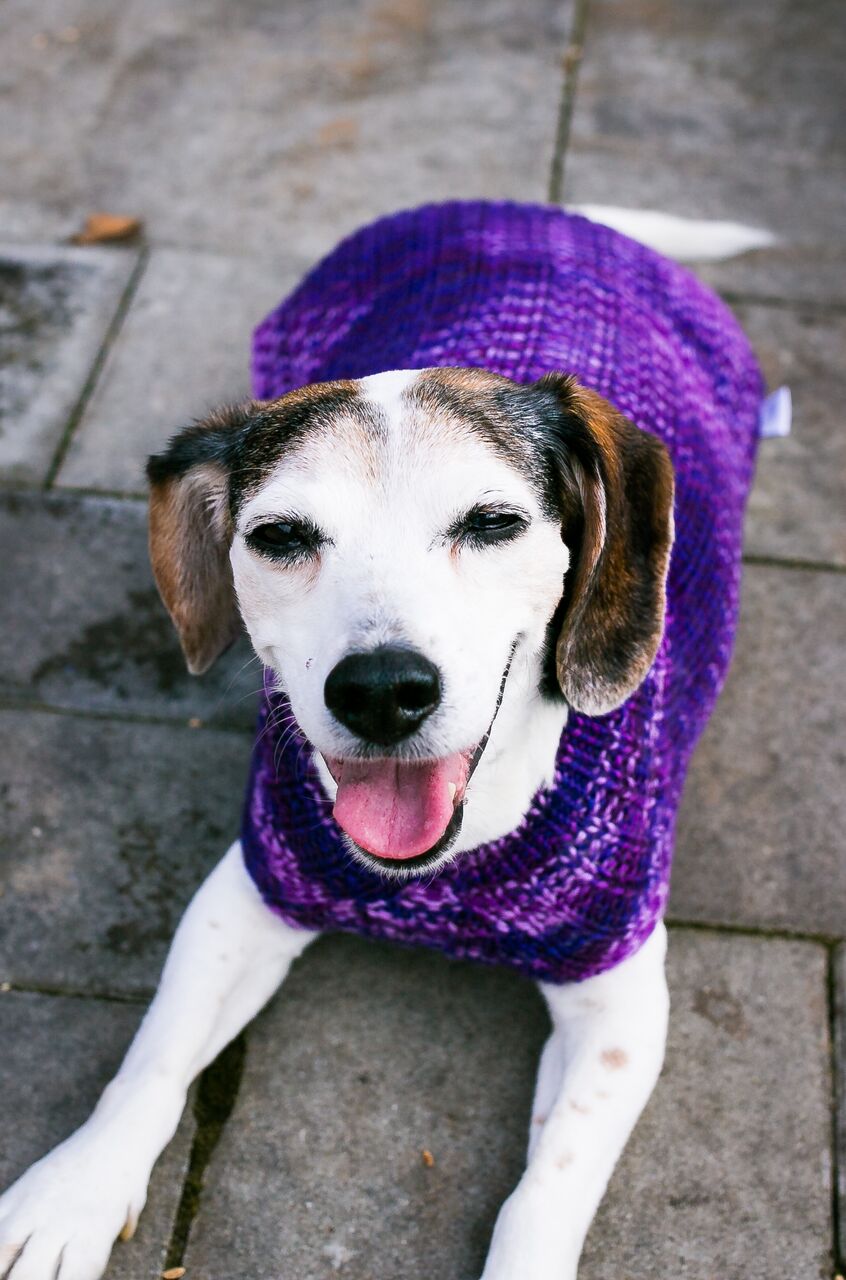 Cat & Dog Pet Sweaters in Purple Club - LAST OF THIS COLORWAY!