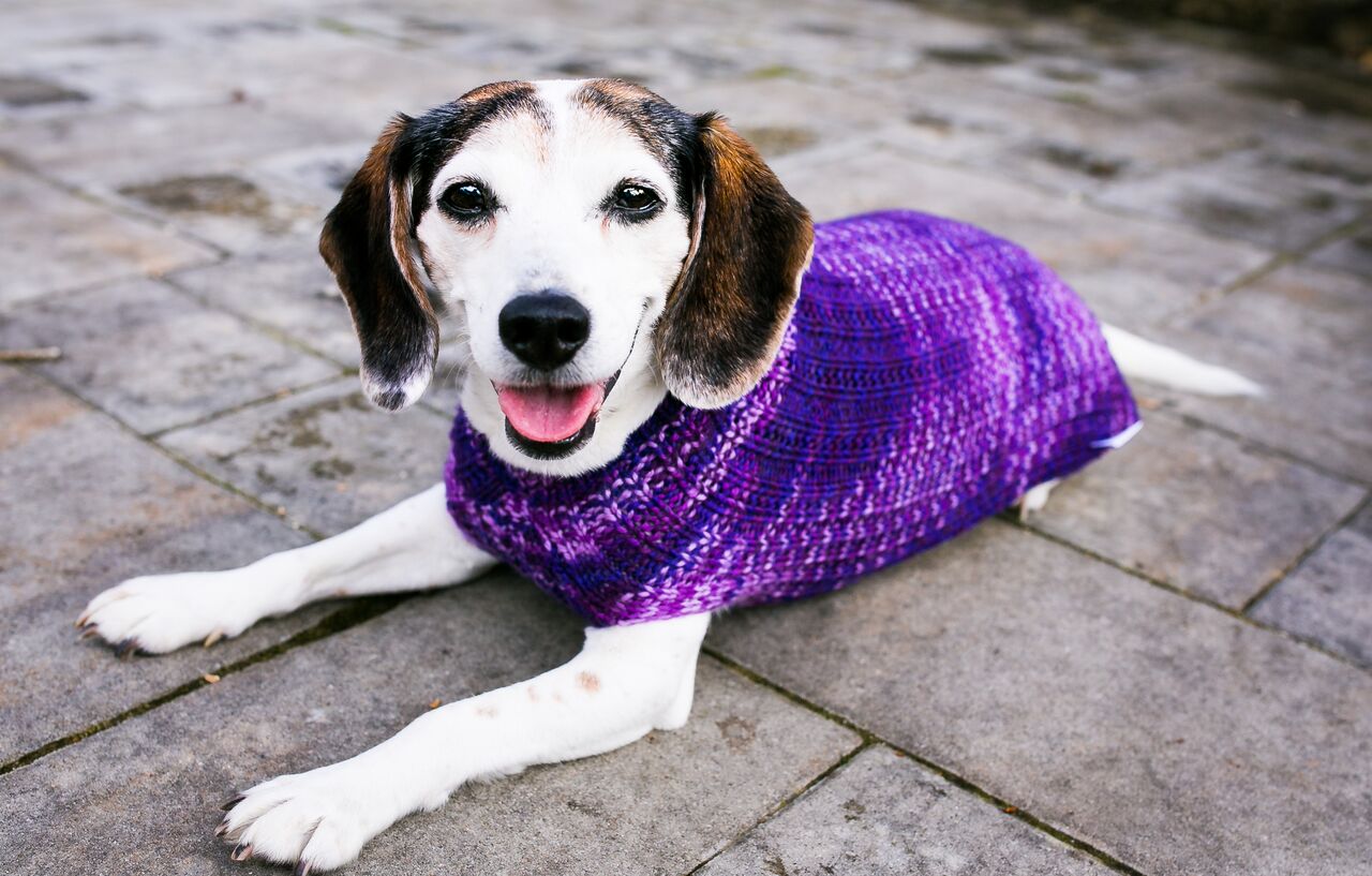 Cat & Dog Pet Sweaters in Purple Club - LAST OF THIS COLORWAY!