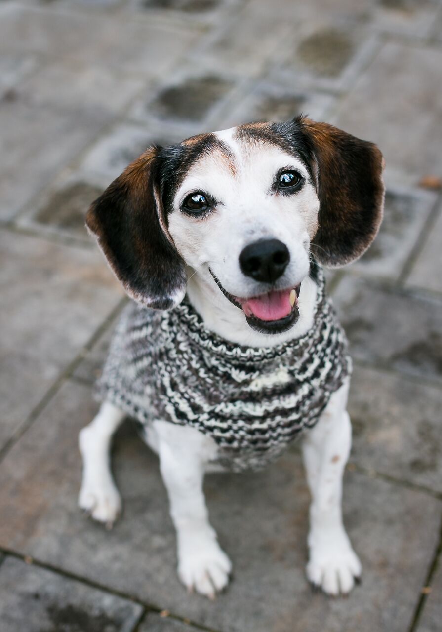 Cat & Dog Pet Sweaters in Shadow - LAST OF THIS COLORWAY!