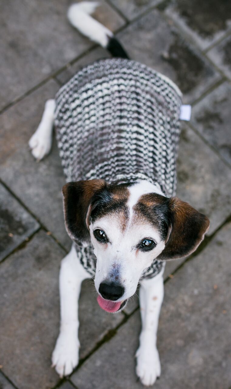 Cat & Dog Pet Sweaters in Shadow - LAST OF THIS COLORWAY!