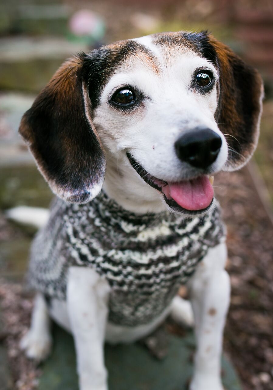 Cat & Dog Pet Sweaters in Shadow - LAST OF THIS COLORWAY!