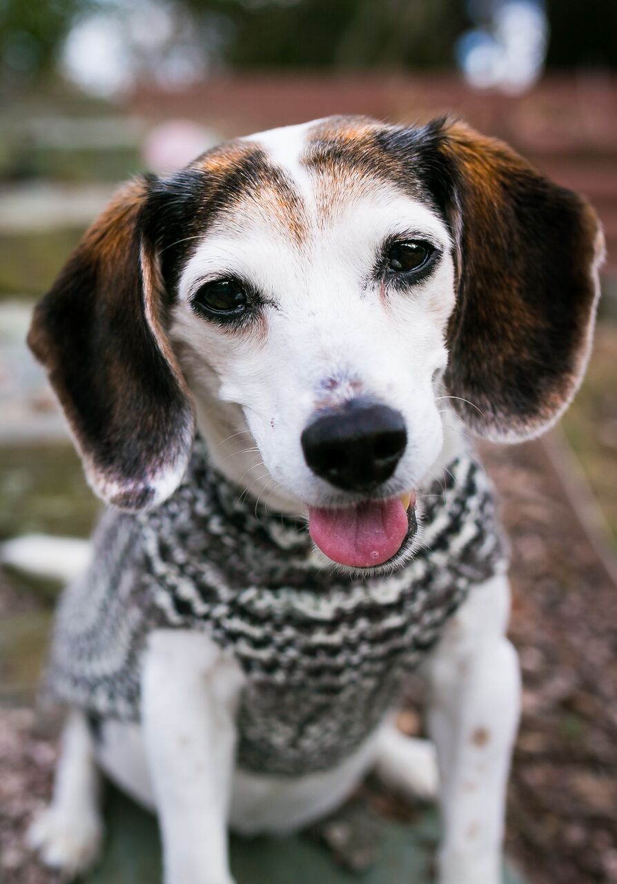 Cat & Dog Pet Sweaters in Shadow - LAST OF THIS COLORWAY!