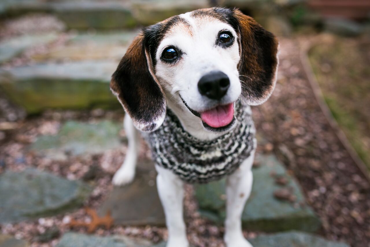 Cat & Dog Pet Sweaters in Shadow - LAST OF THIS COLORWAY!