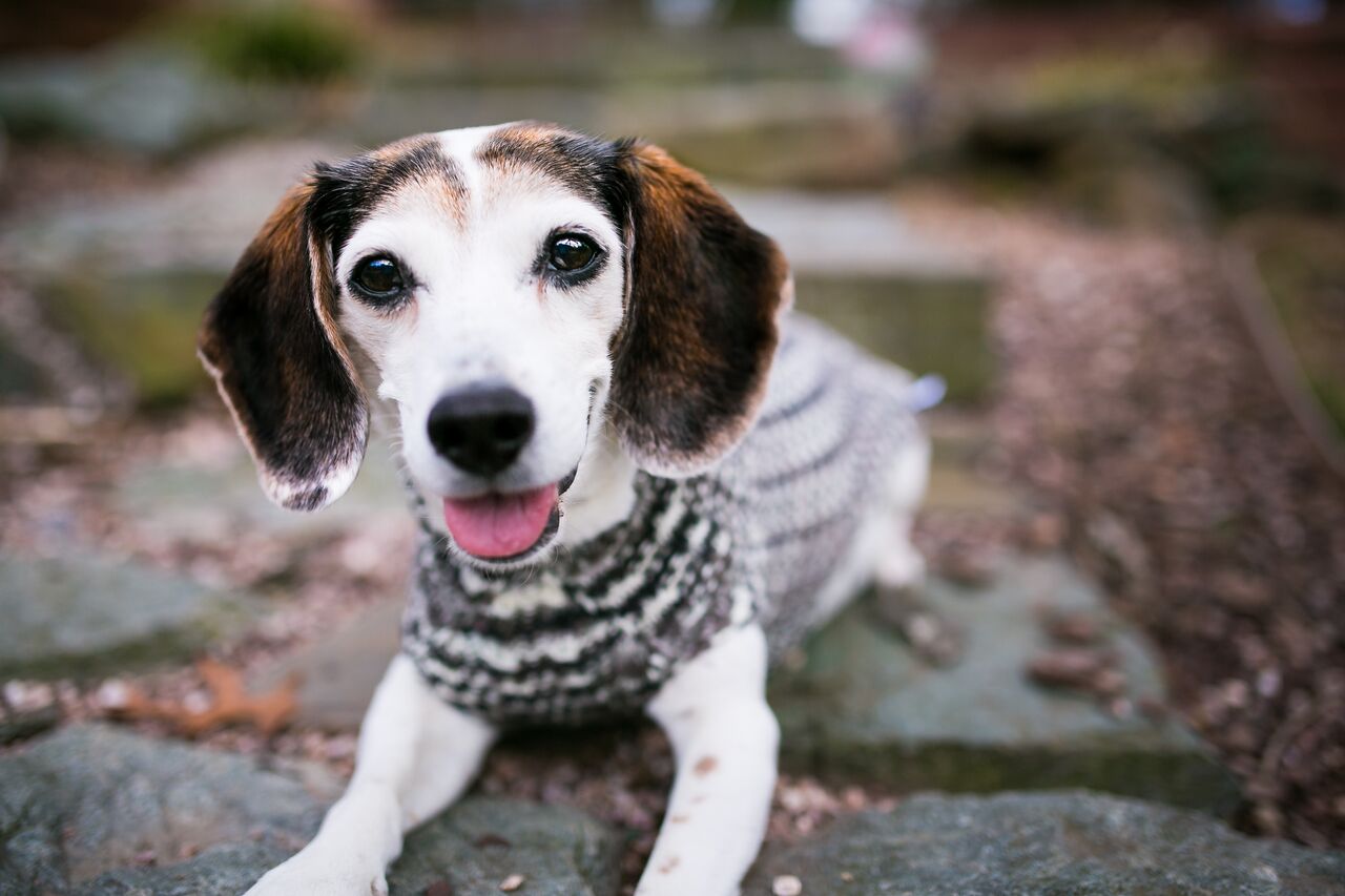 Cat & Dog Pet Sweaters in Shadow - LAST OF THIS COLORWAY!