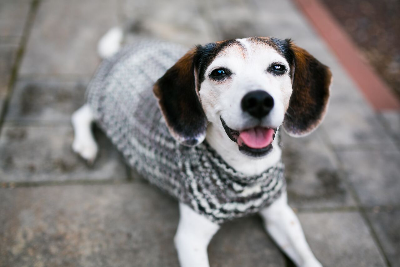 Cat & Dog Pet Sweaters in Shadow - LAST OF THIS COLORWAY!