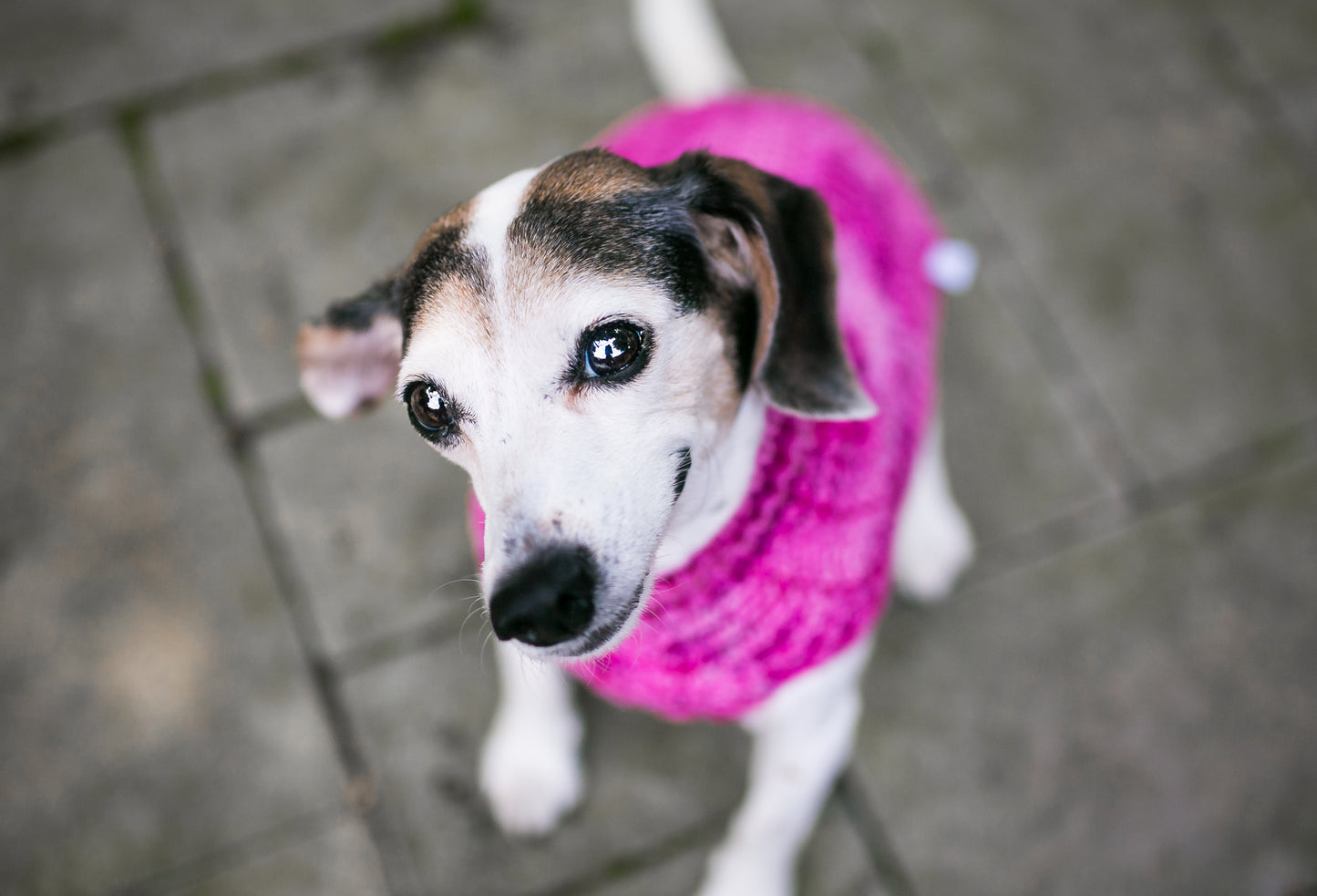Cat & Dog Pet Sweaters in Tickled Pink - VERY LIMITED QUANTITY AND LAST OF THIS COLORWAY!