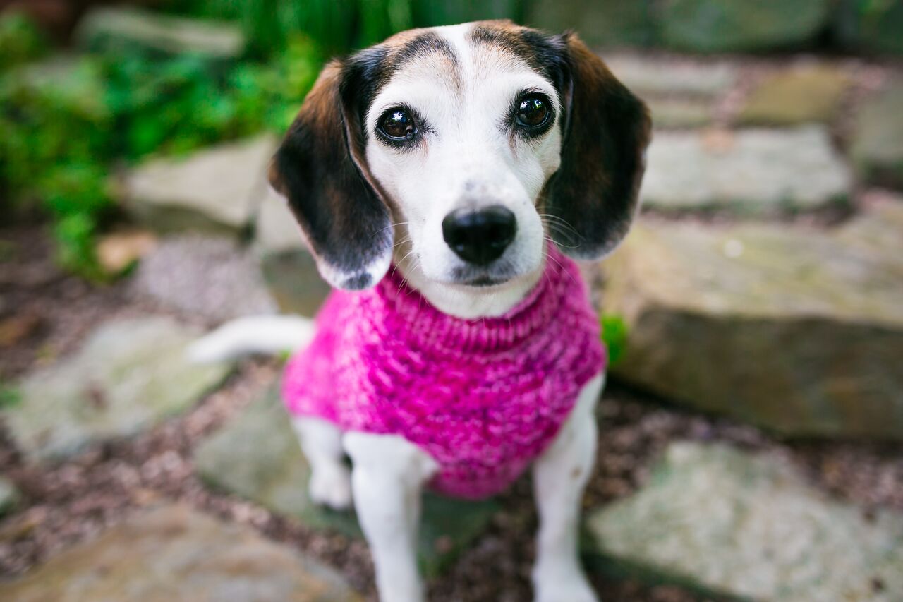 Cat & Dog Pet Sweaters in Tickled Pink - VERY LIMITED QUANTITY AND LAST OF THIS COLORWAY!