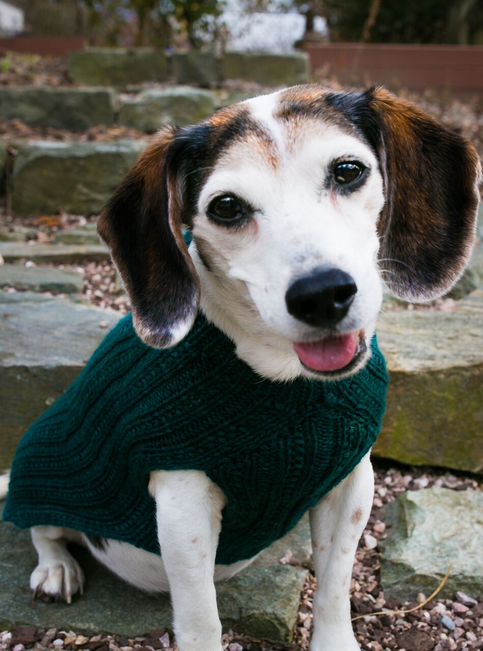 Cat & Dog Pet Sweaters in Waistcoat - LAST OF THIS COLORWAY!