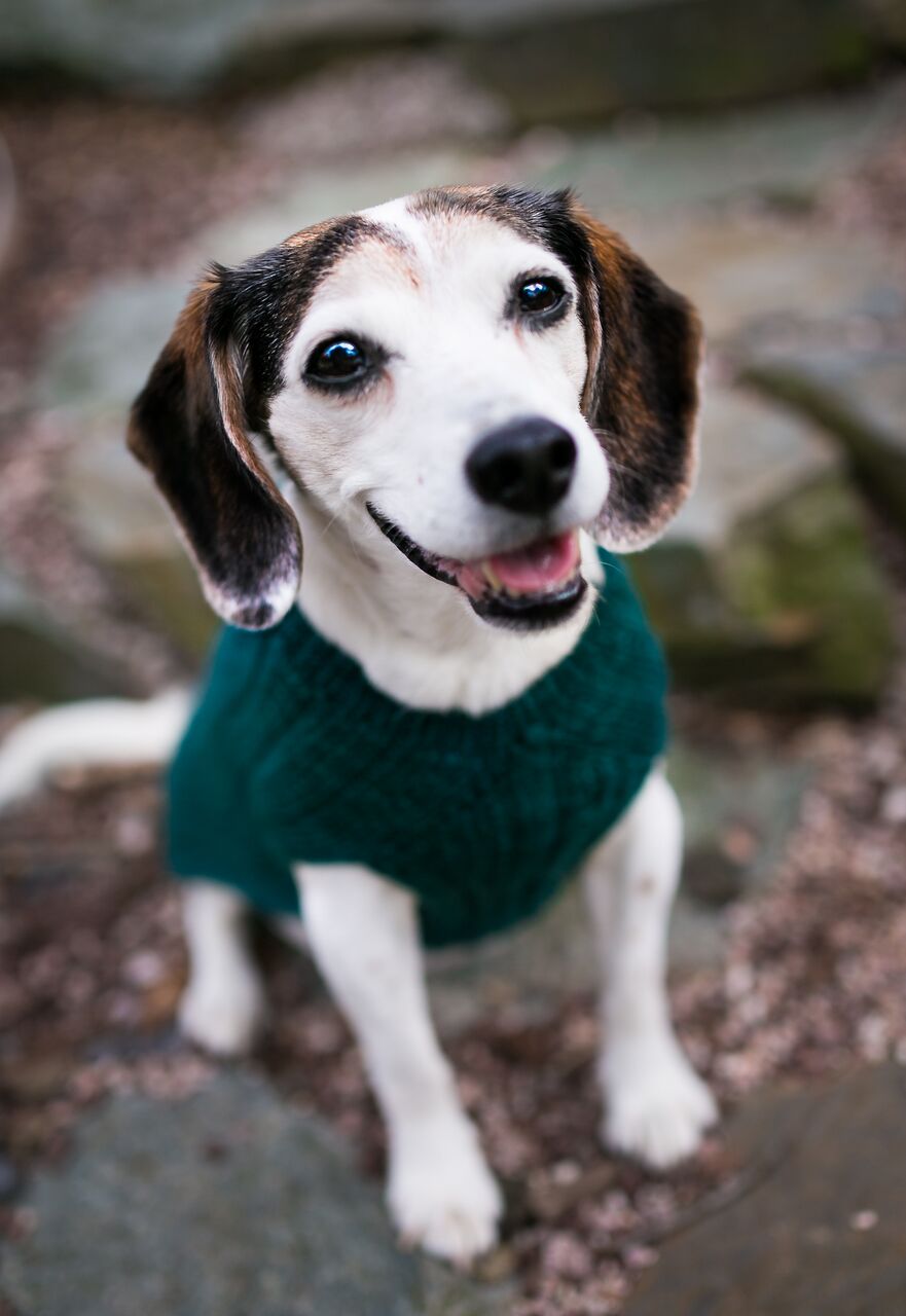 Cat & Dog Pet Sweaters in Waistcoat - LAST OF THIS COLORWAY!