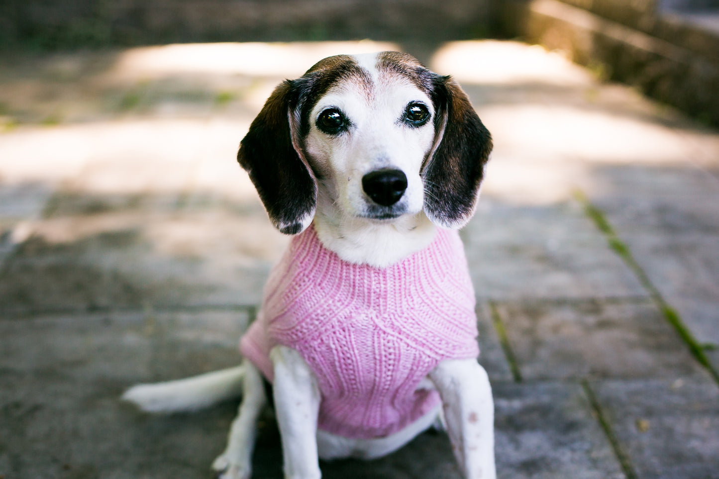 Cat & Dog Pet Sweaters in Whisper - LAST OF THIS COLORWAY!