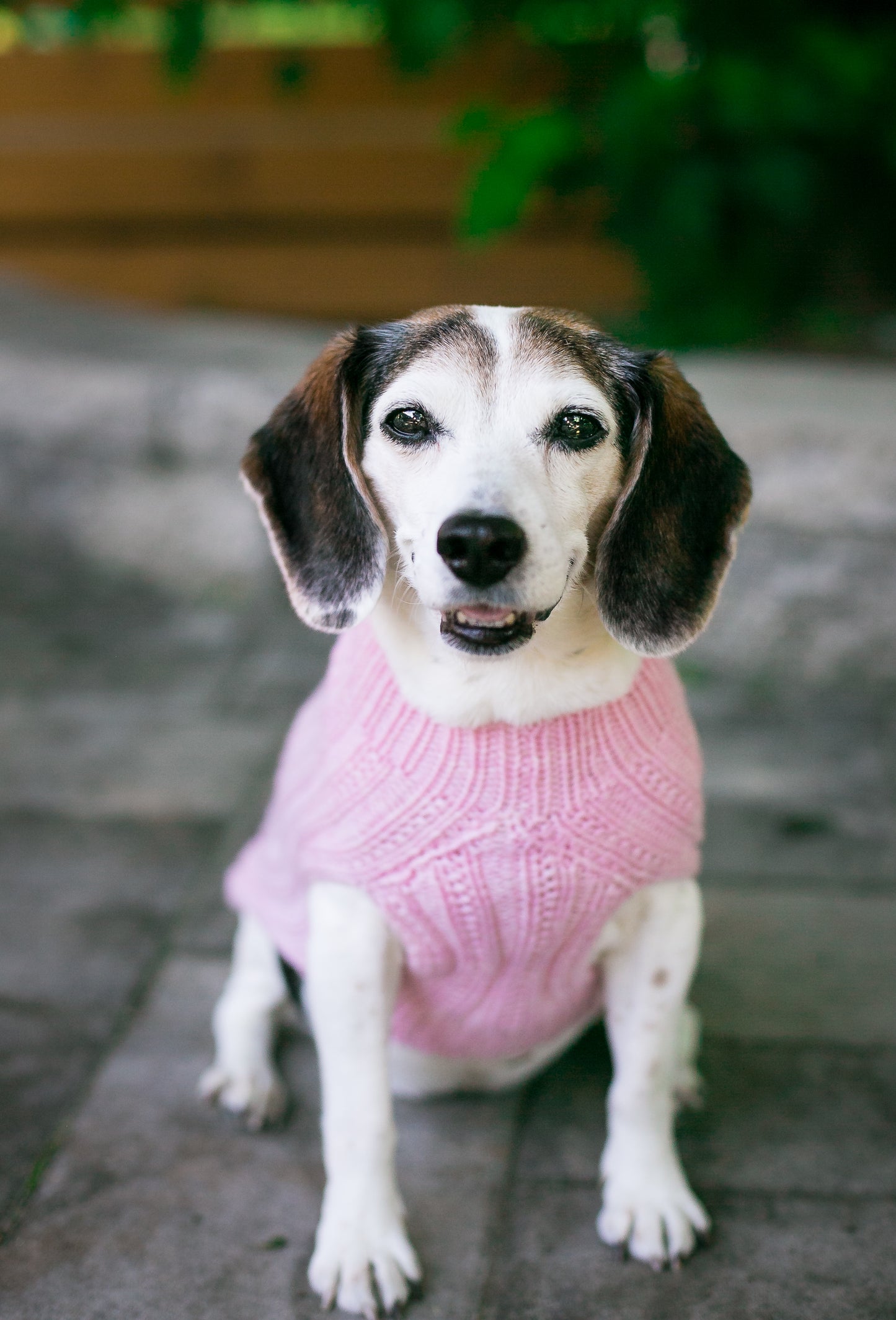 Cat & Dog Pet Sweaters in Whisper - LAST OF THIS COLORWAY!