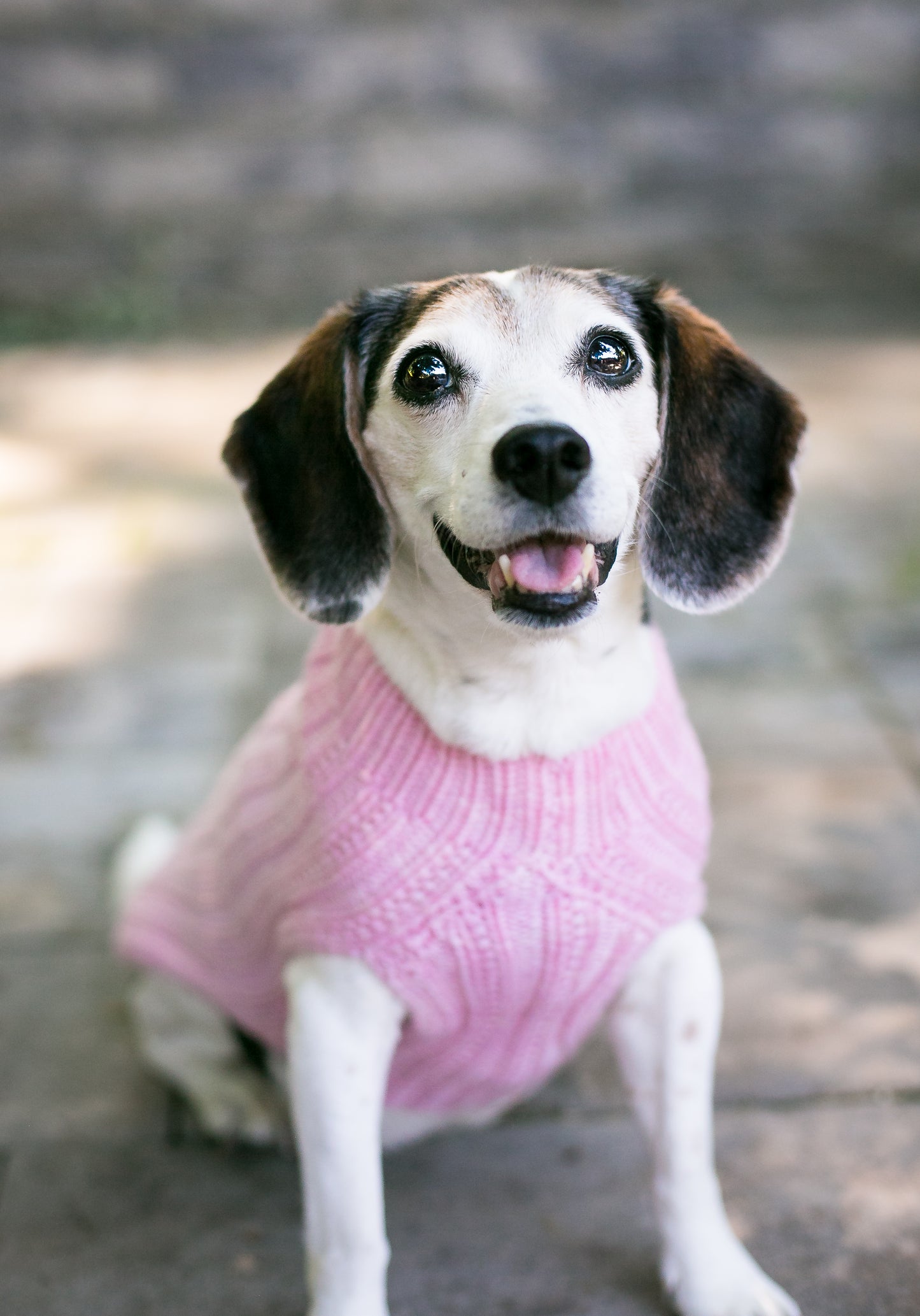 Cat & Dog Pet Sweaters in Whisper - LAST OF THIS COLORWAY!