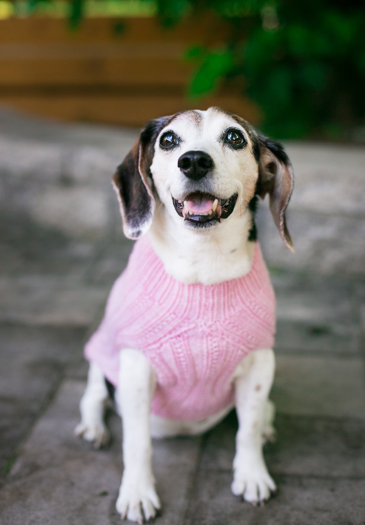 Cat & Dog Pet Sweaters in Whisper - LAST OF THIS COLORWAY!