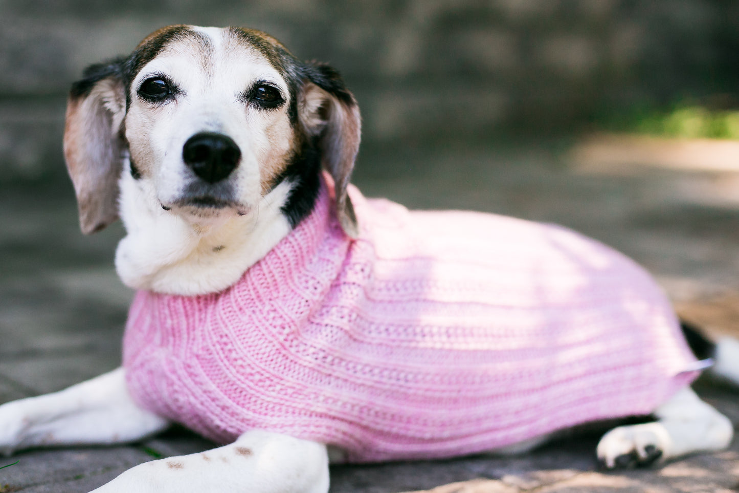 Cat & Dog Pet Sweaters in Whisper - LAST OF THIS COLORWAY!