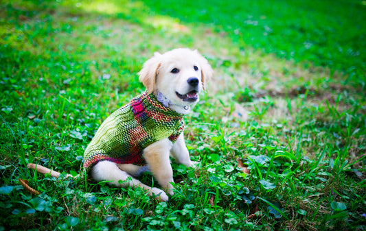 Cat & Dog Pet Sweaters in Zombie BBQ - LAST OF THIS COLORWAY!