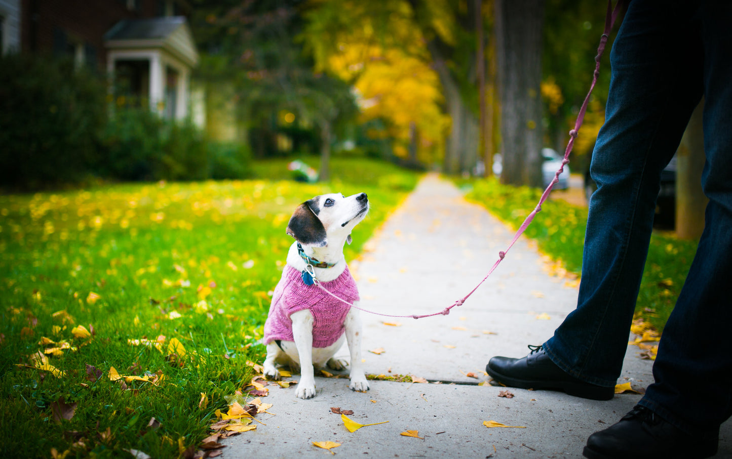 Cat & Dog Pet Sweaters in Galena - VERY LIMITED QUANTITY AND LAST OF THIS COLORWAY!