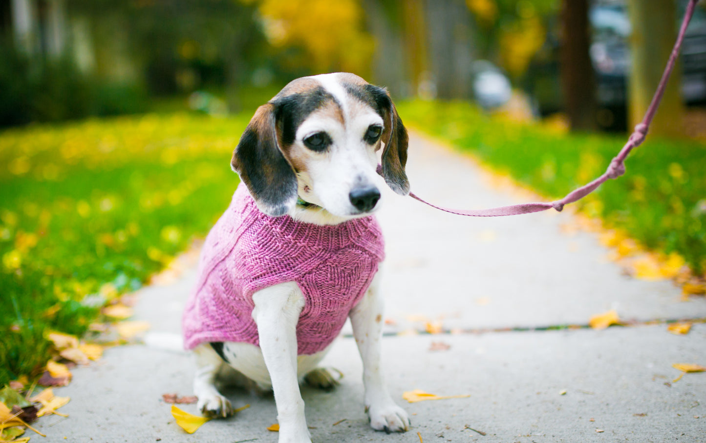 Cat & Dog Pet Sweaters in Galena - VERY LIMITED QUANTITY AND LAST OF THIS COLORWAY!