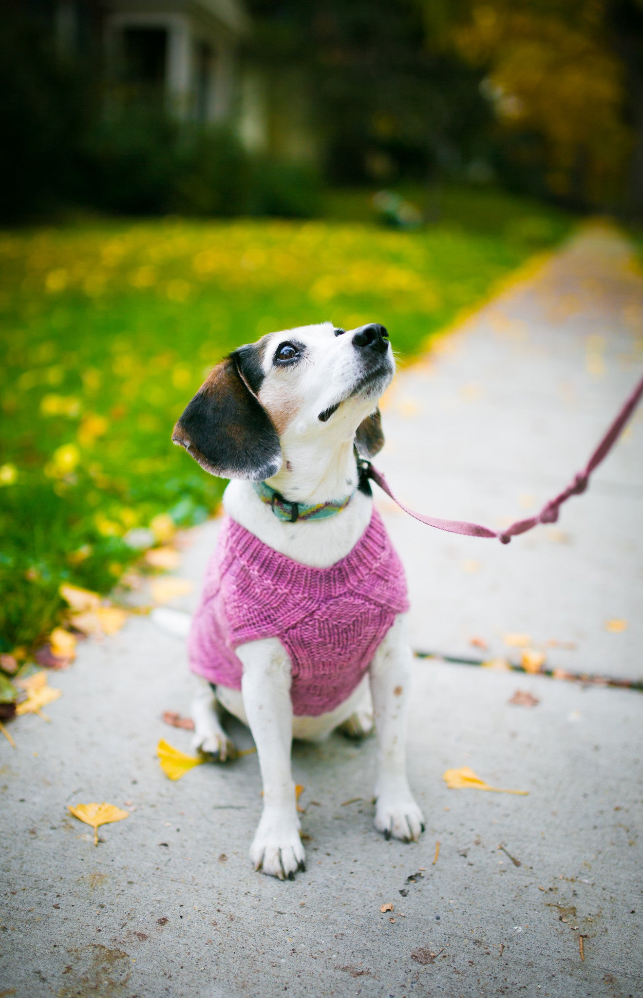 Cat & Dog Pet Sweaters in Galena - VERY LIMITED QUANTITY AND LAST OF THIS COLORWAY!