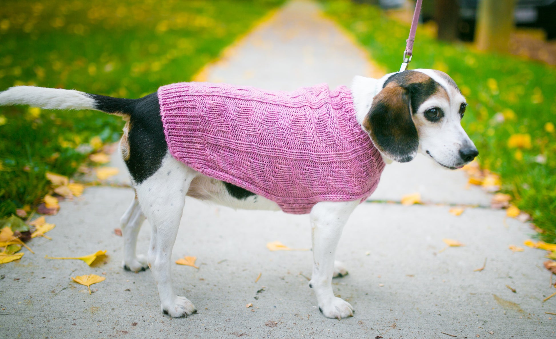 Medium Dog Pullover, Knitted Dog Sweater