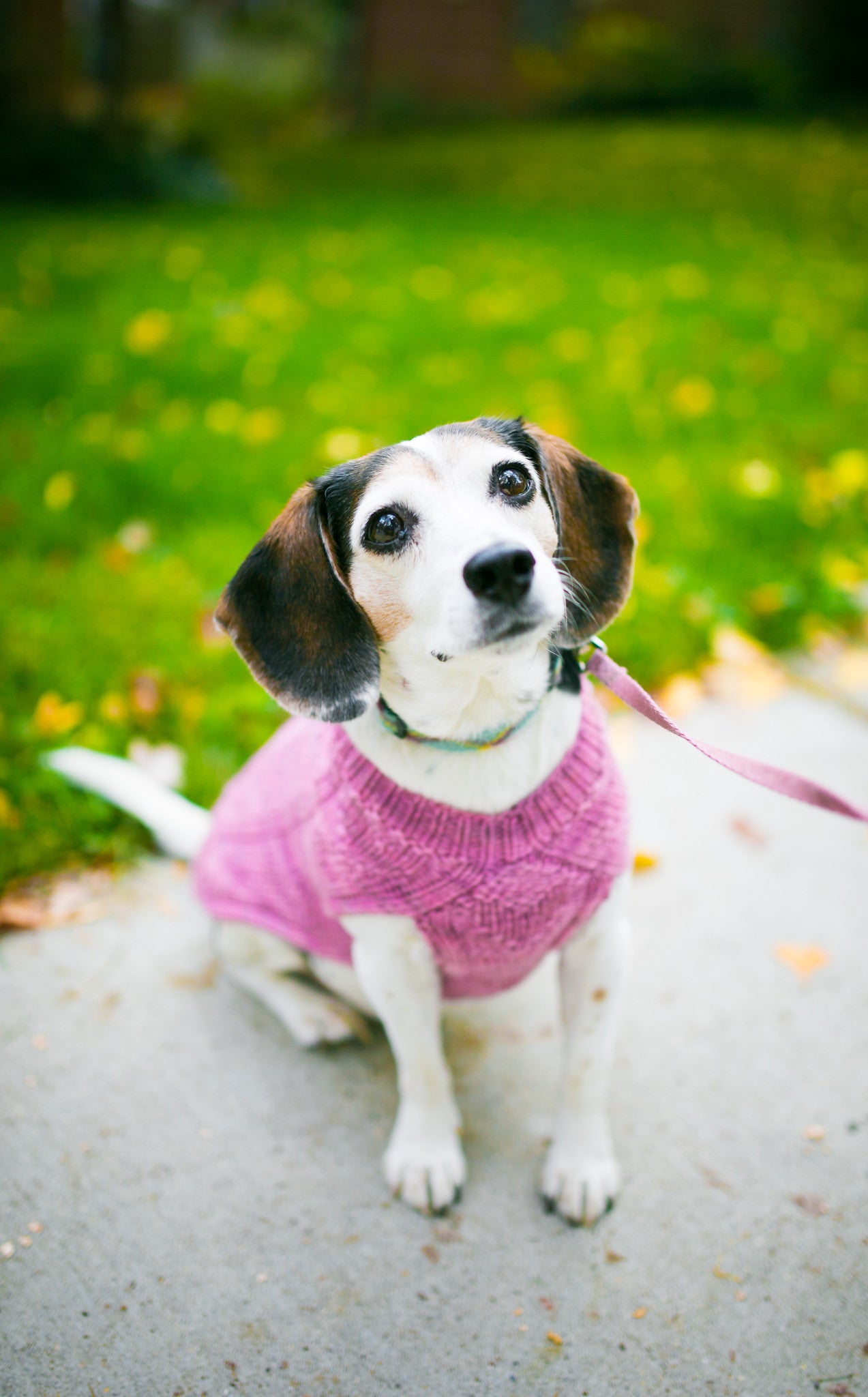 Cat & Dog Pet Sweaters in Galena - VERY LIMITED QUANTITY AND LAST OF THIS COLORWAY!