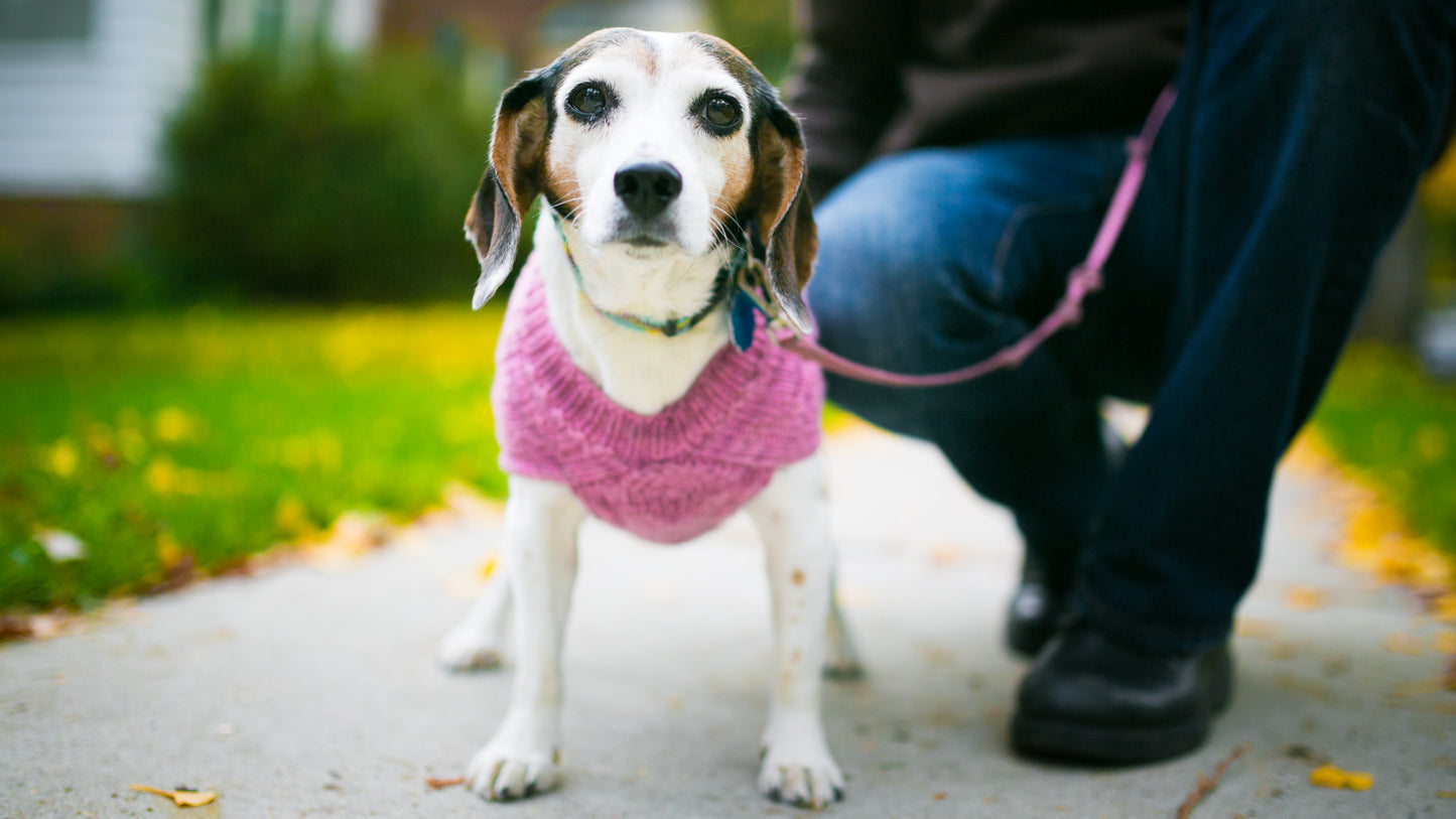 Cat & Dog Pet Sweaters in Galena - VERY LIMITED QUANTITY AND LAST OF THIS COLORWAY!