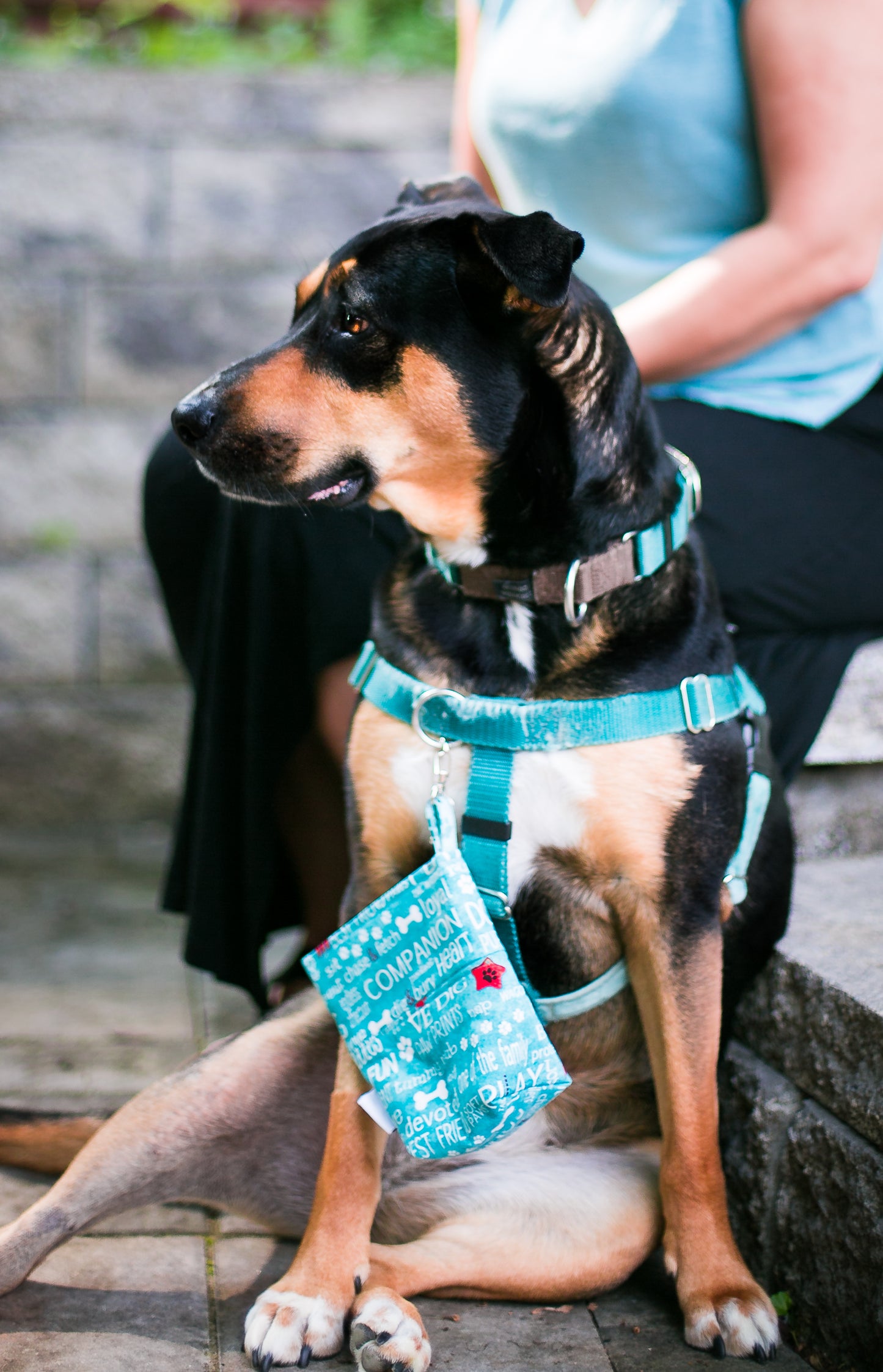 Fun Upgraded Treat and Pickup Bags Carry Pouch Dog Wisdom Aqua Blue Food Safe Waterproof Lining DHead Bolt