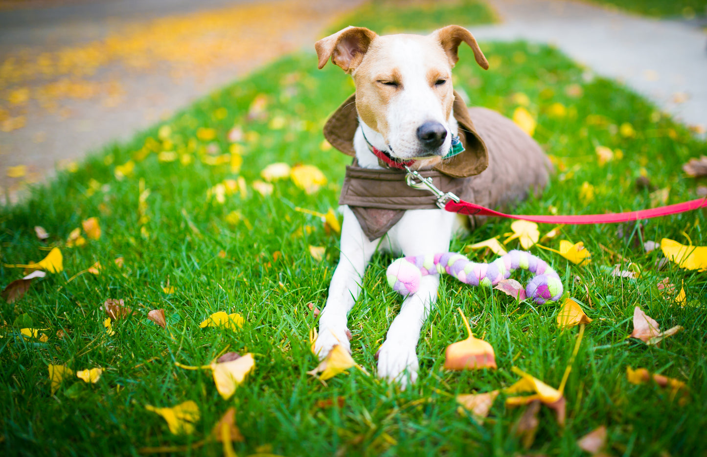 Mini Woolly Tug Felted Dog/Cat Toy in Pink Tweed #P6